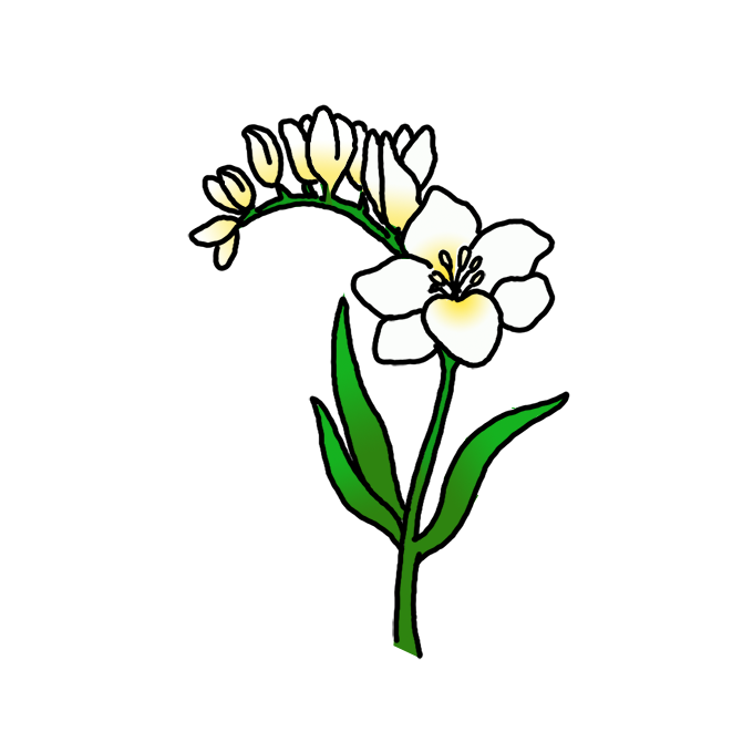 How to Draw Freesia Flowers Easy