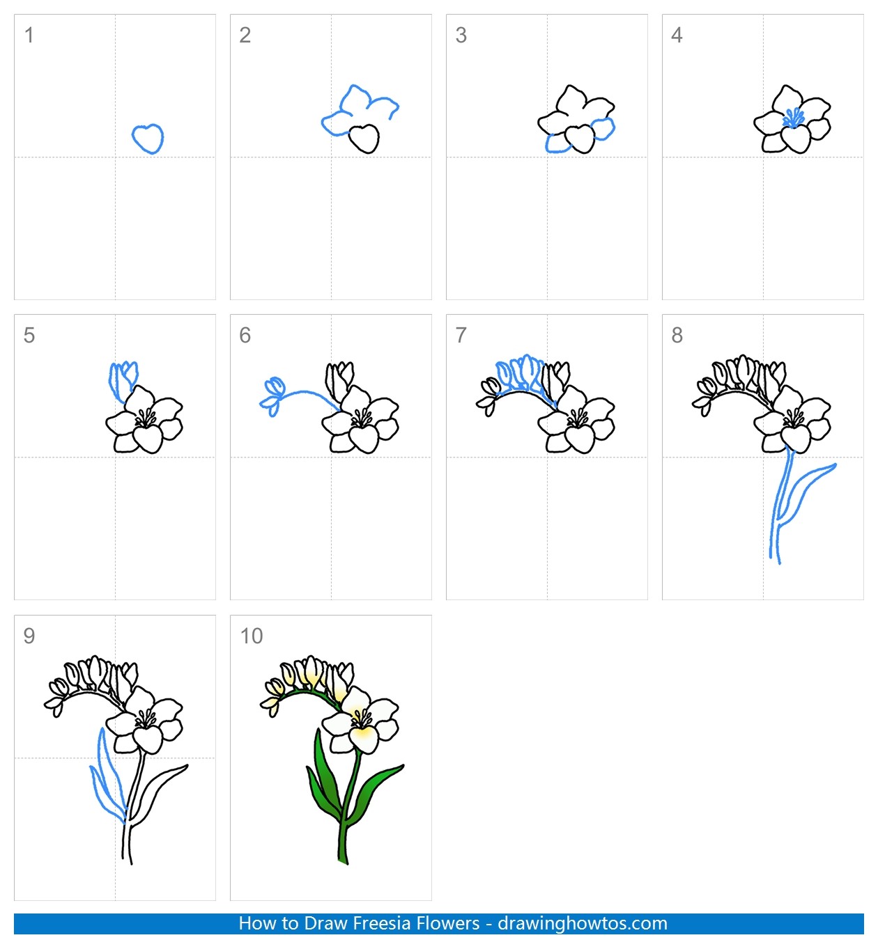 How to Draw Freesia Flowers Step by Step