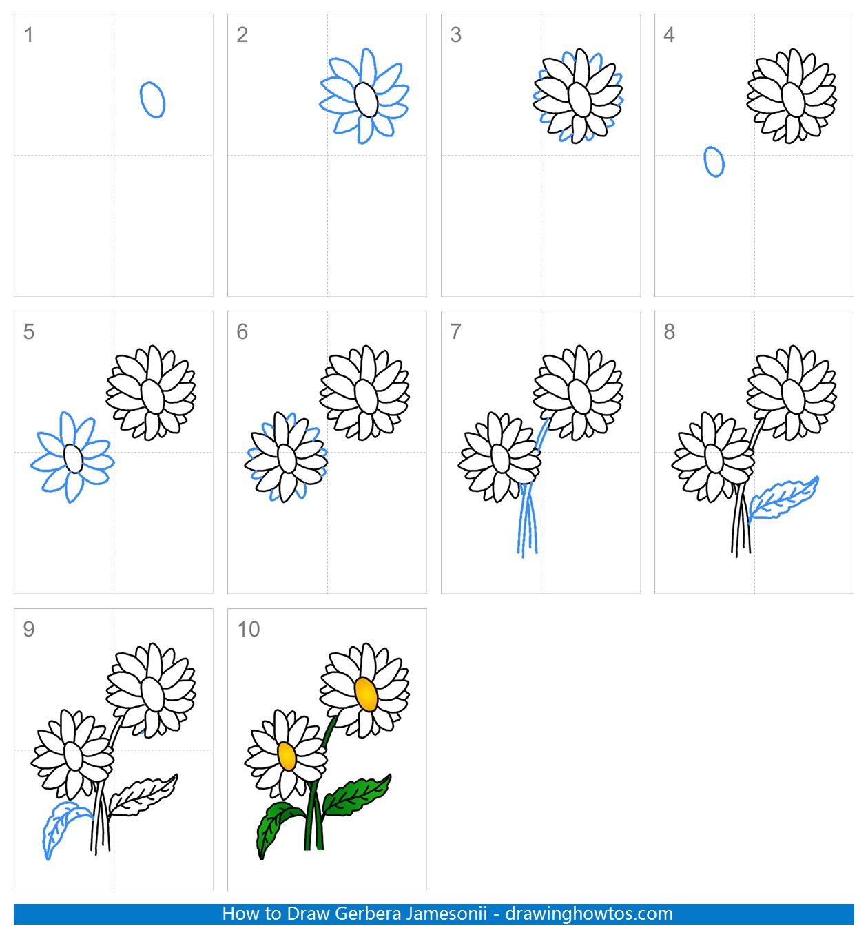 How to Draw Gerbera Daisy Flowers Step by Step