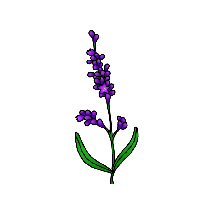 How to Draw Lavender Flowers
