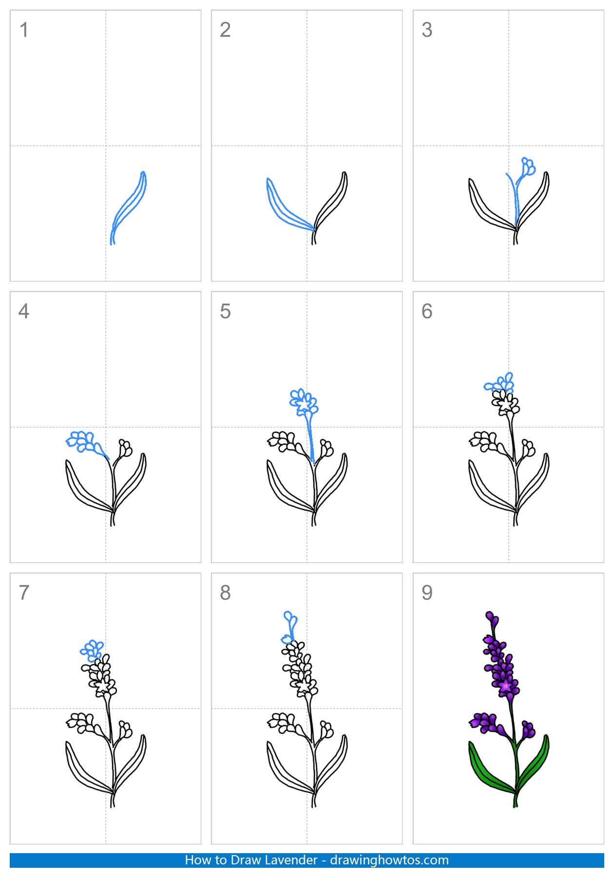 How to Draw Lavender Flowers Step by Step