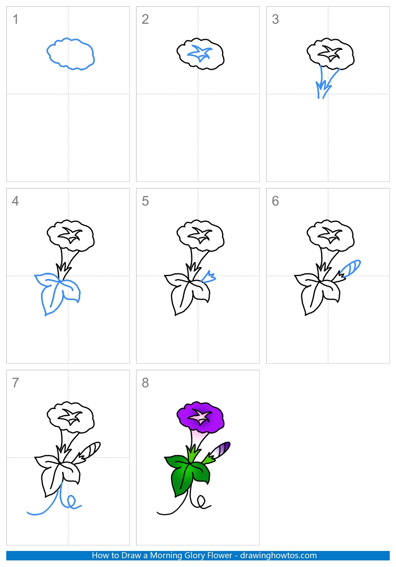 How to Draw a Morning Glory Flower Step by Step