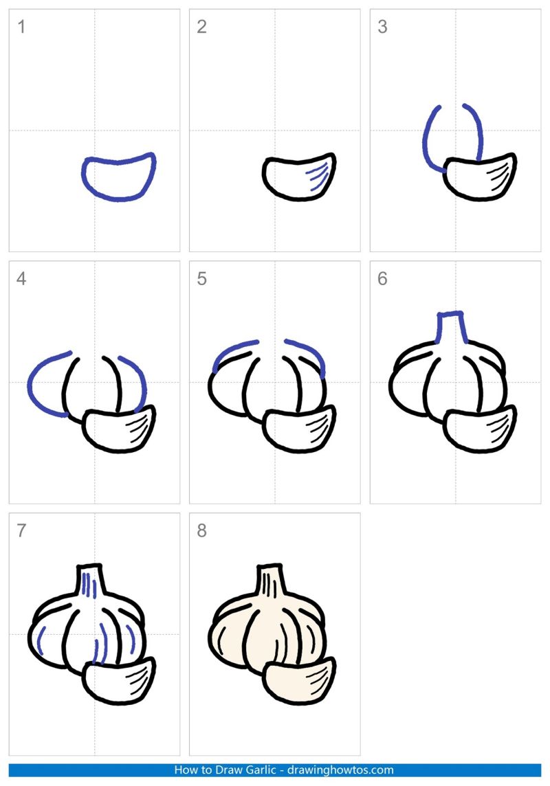 How to Draw Garlic Step by Step