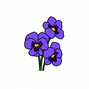 How to Draw Viola Tricolor Flowers Easy