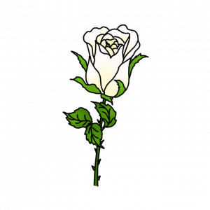 How to draw a White Rose Easy