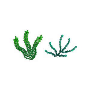How to Draw Seaweed Easy