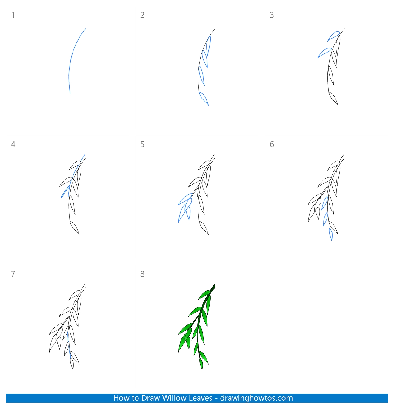 How to Draw Willow Leaves Step by Step