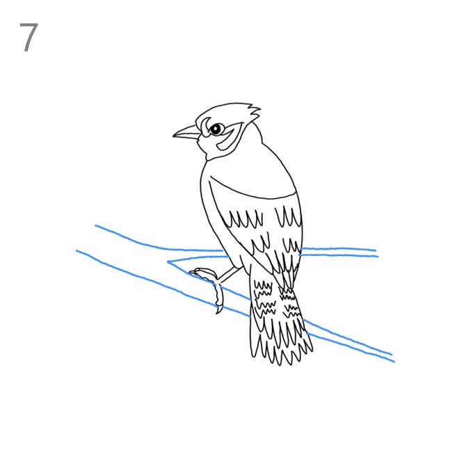 How to Draw a Blue Jay - Step by Step Easy Drawing Guides