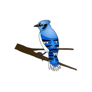 How to Draw a Blue Jay Easy