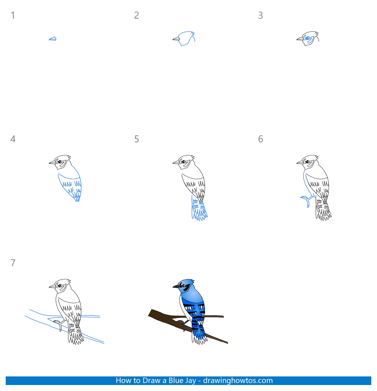 How to Draw a Blue Jay Step by Step