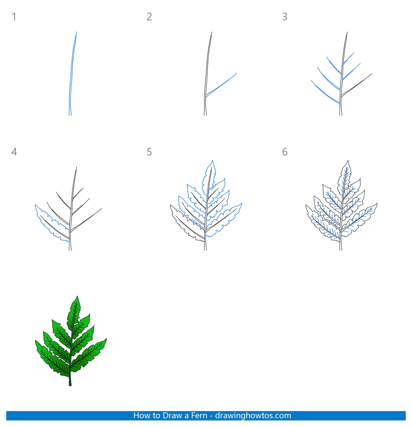 How to Draw a Fern Step by Step