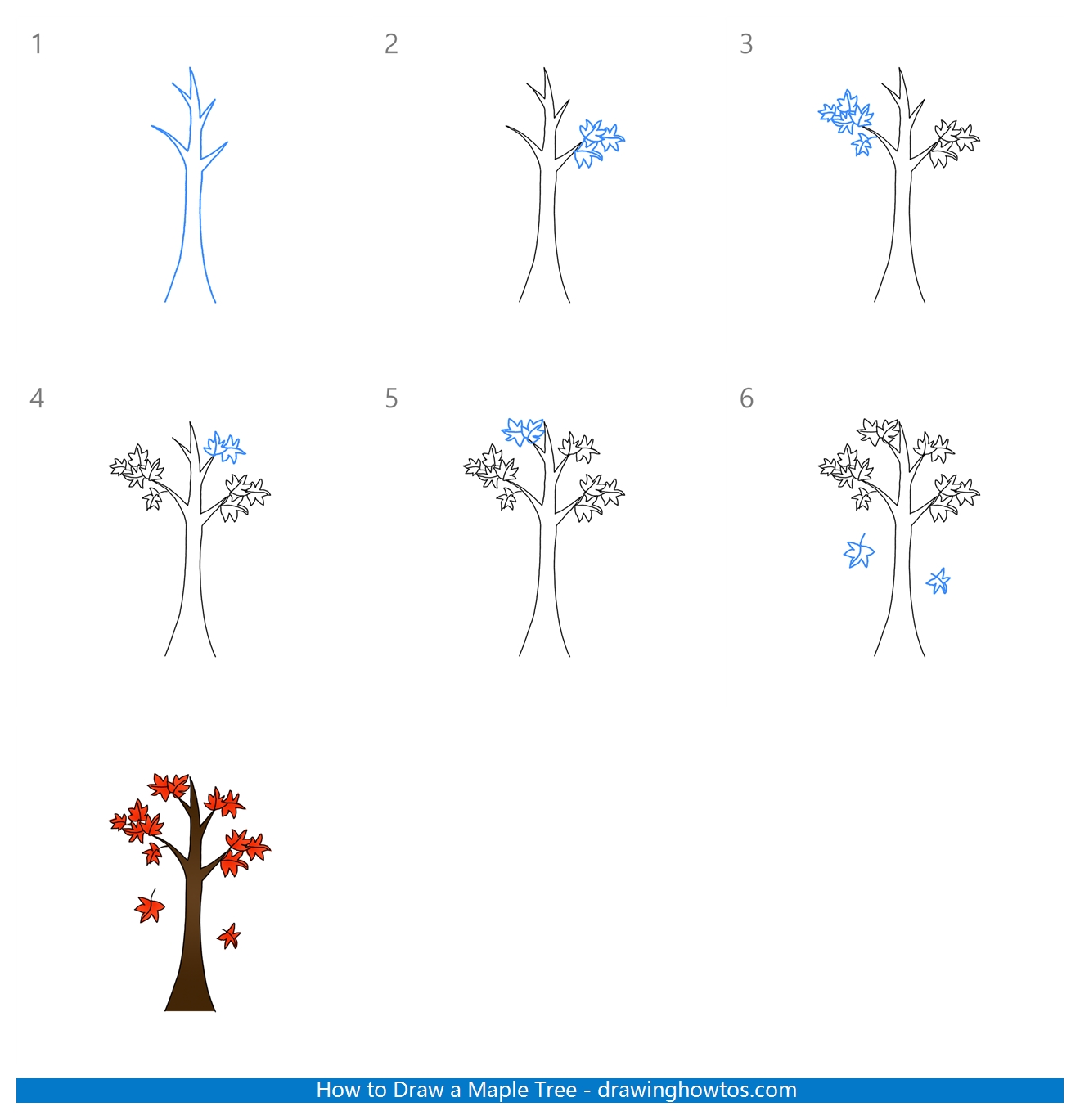 How to Draw a Maple Step by Step