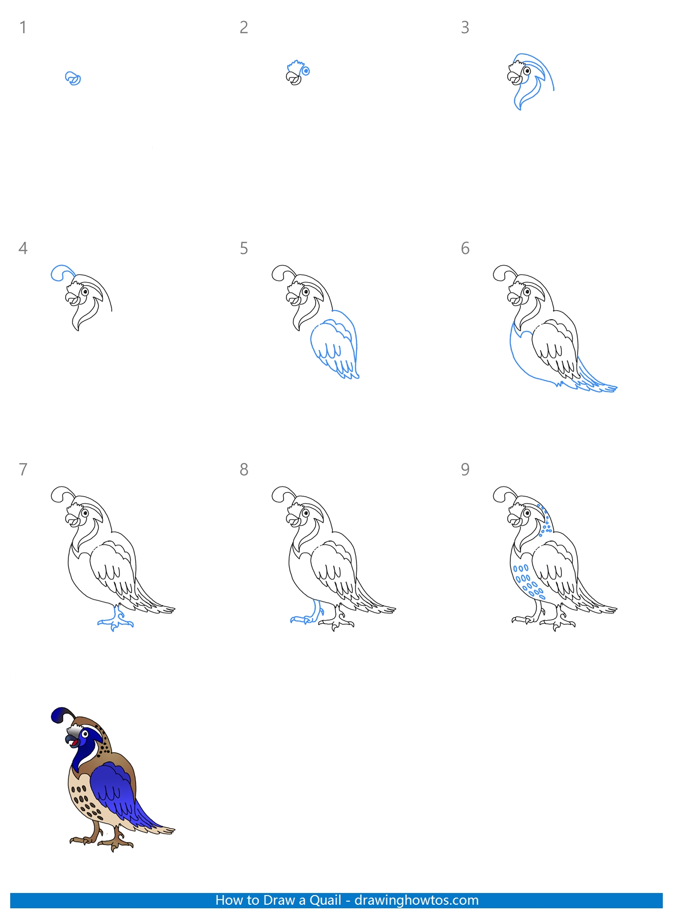 How to Draw a Quail Step by Step