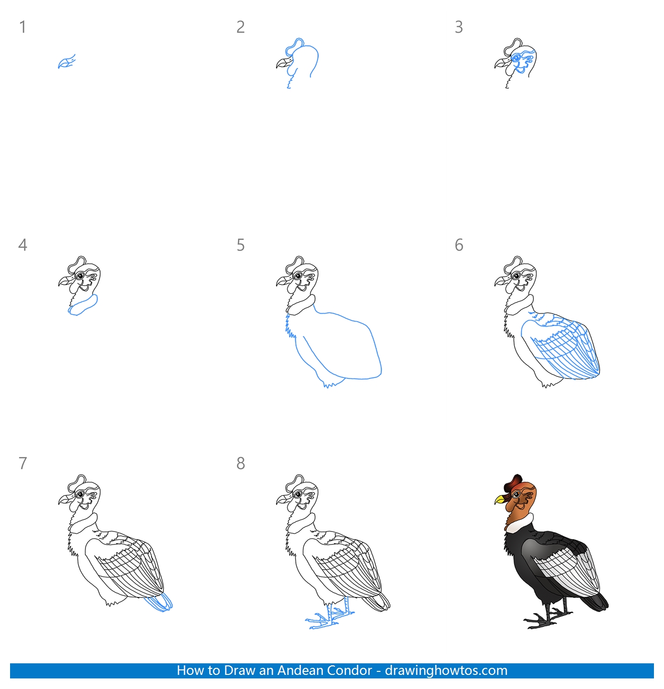 How to Draw an Andean Condor Step by Step