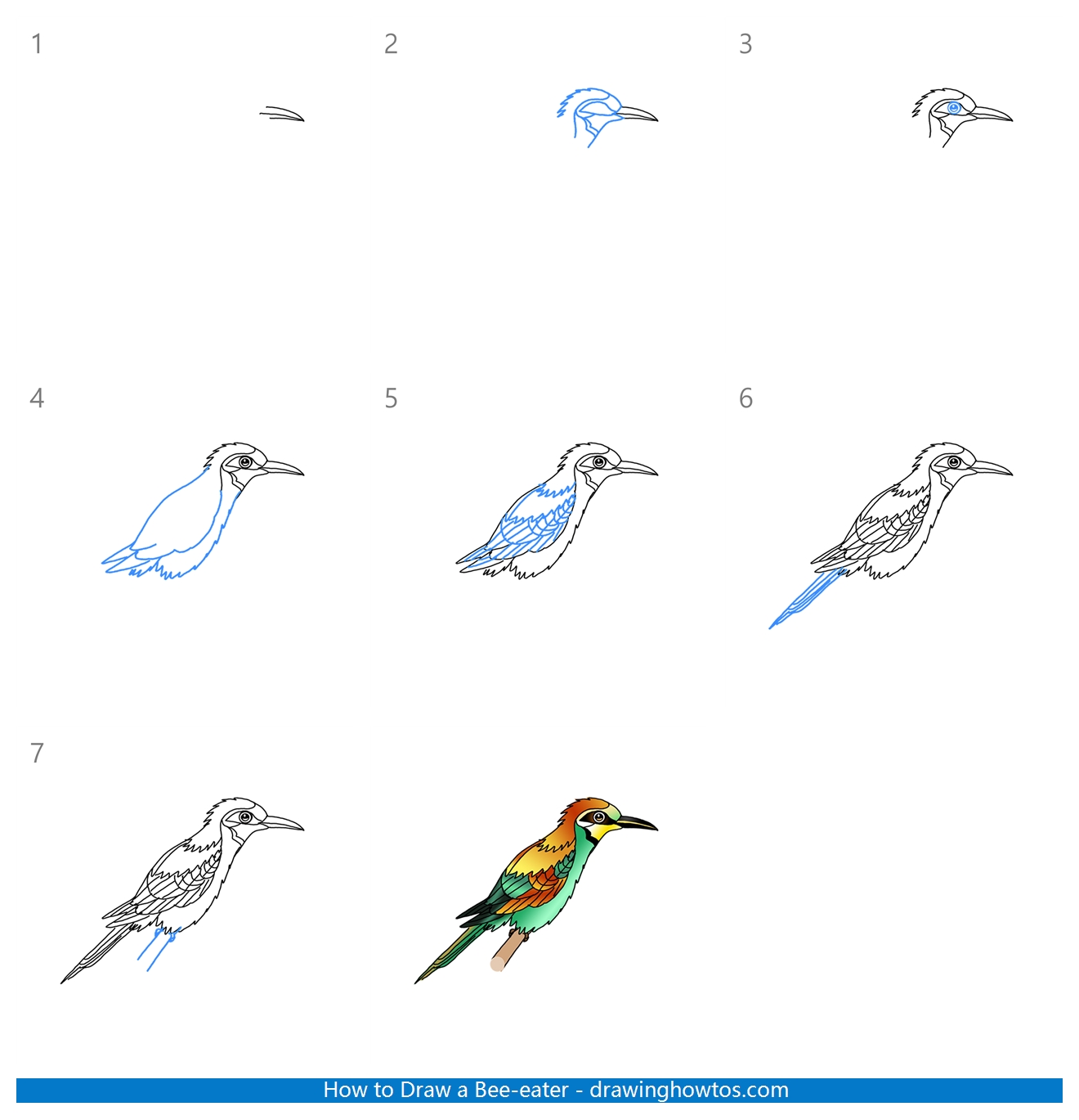 How to Draw a Bee-eater Step by Step
