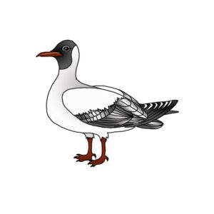 How to Draw a Black-headed Gull
