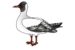 How to Draw a Black-Headed Gull - Step by Step Easy Drawing Guides ...
