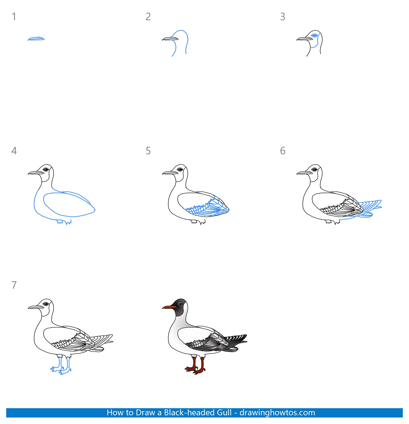 How to Draw a Black-Headed Gull Step by Step