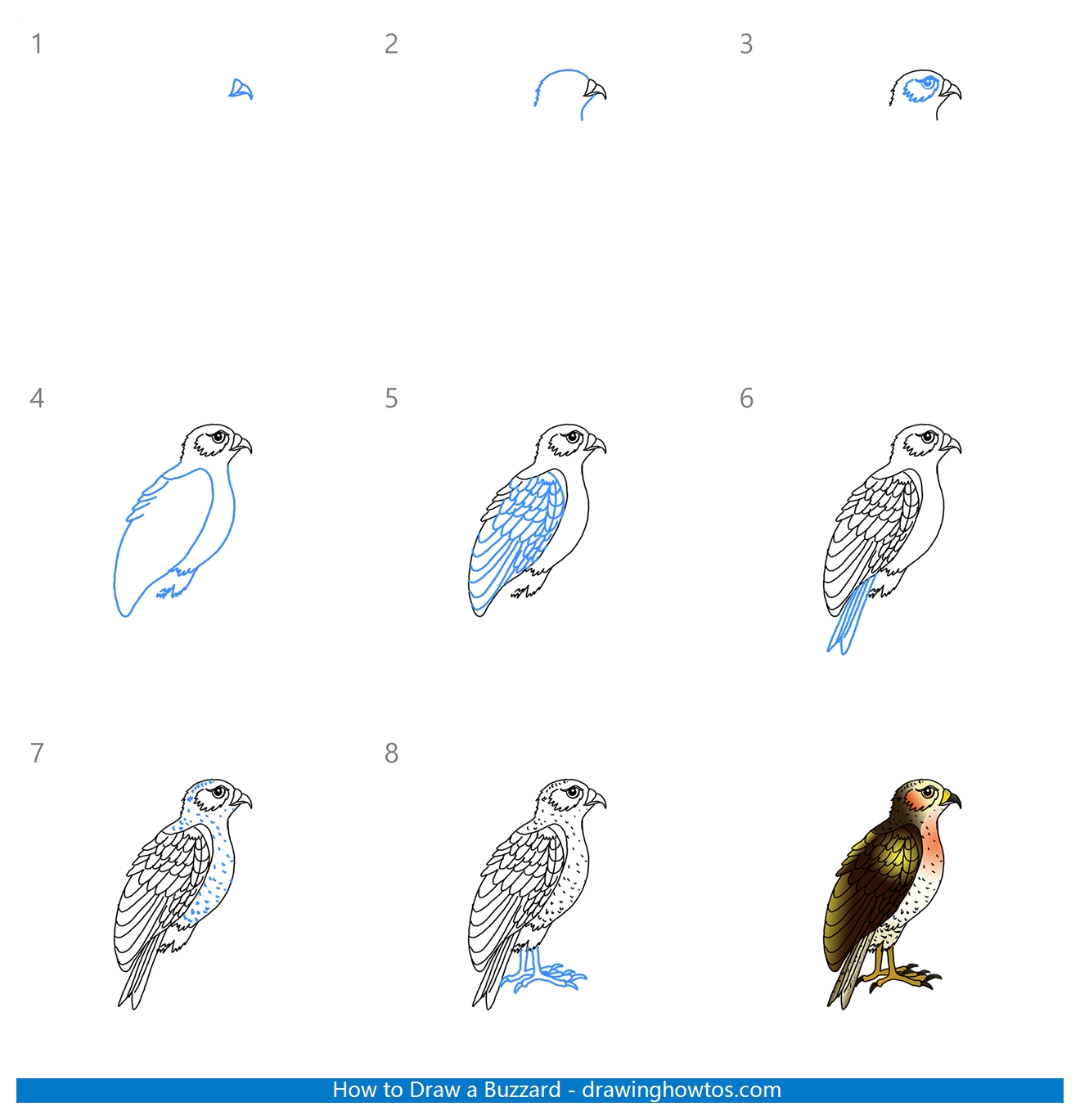 How to Draw a Buzzard Step by Step