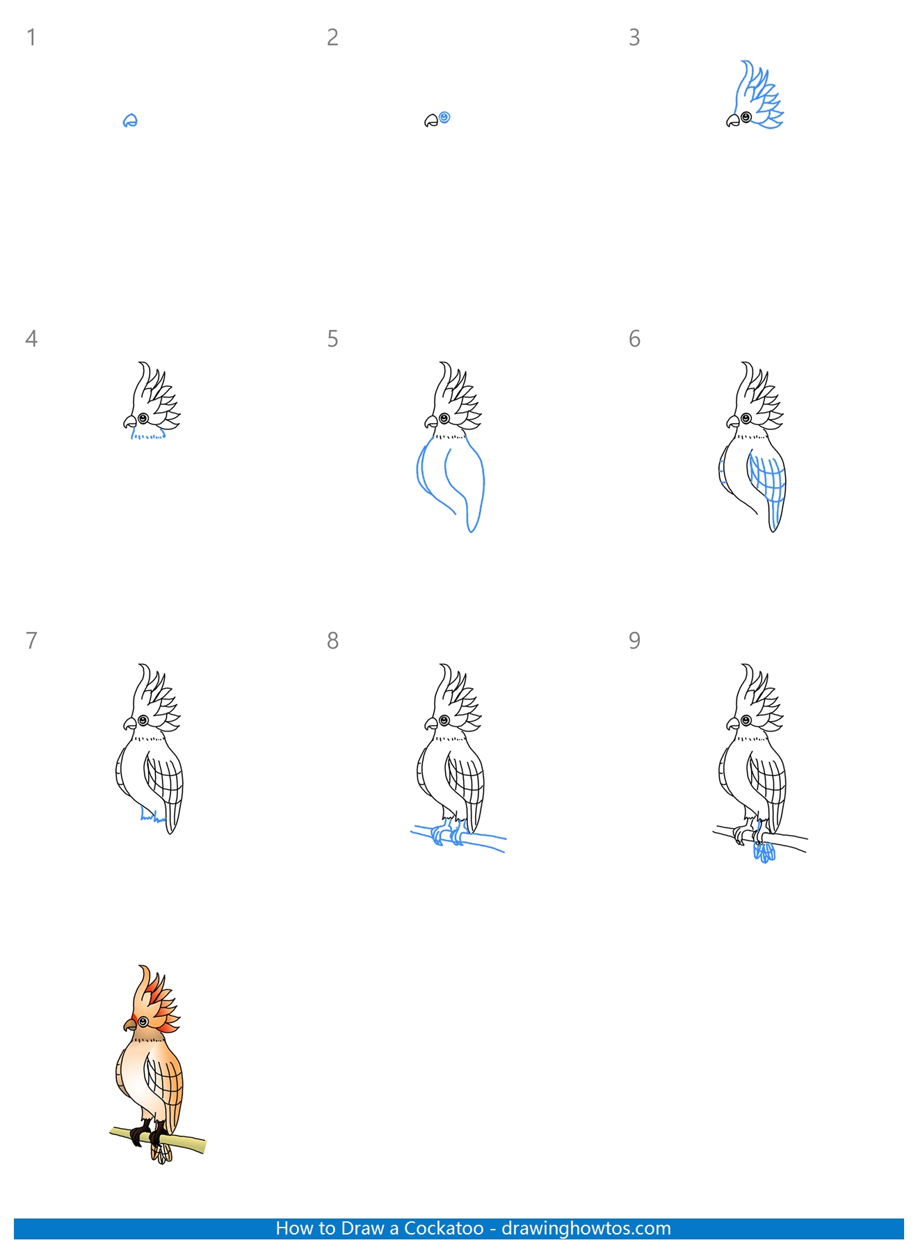 How to Draw a Cockatoo Step by Step