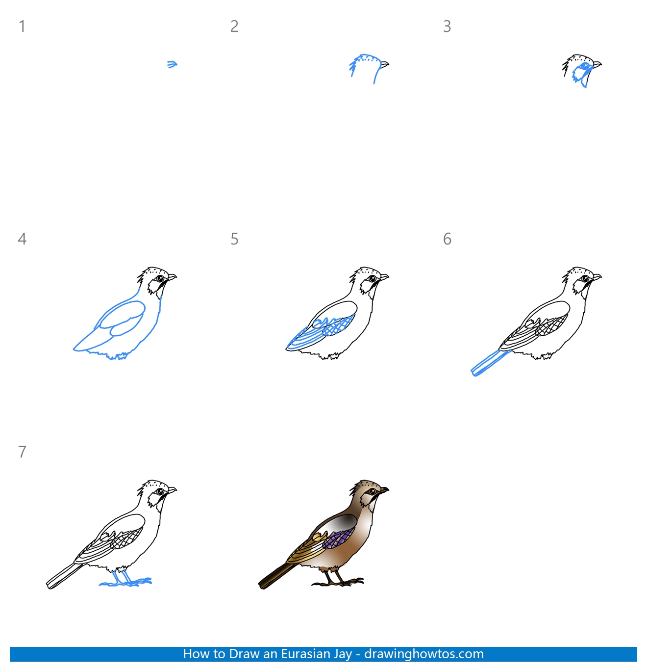 How to Draw a Eurasian Jay Step by Step