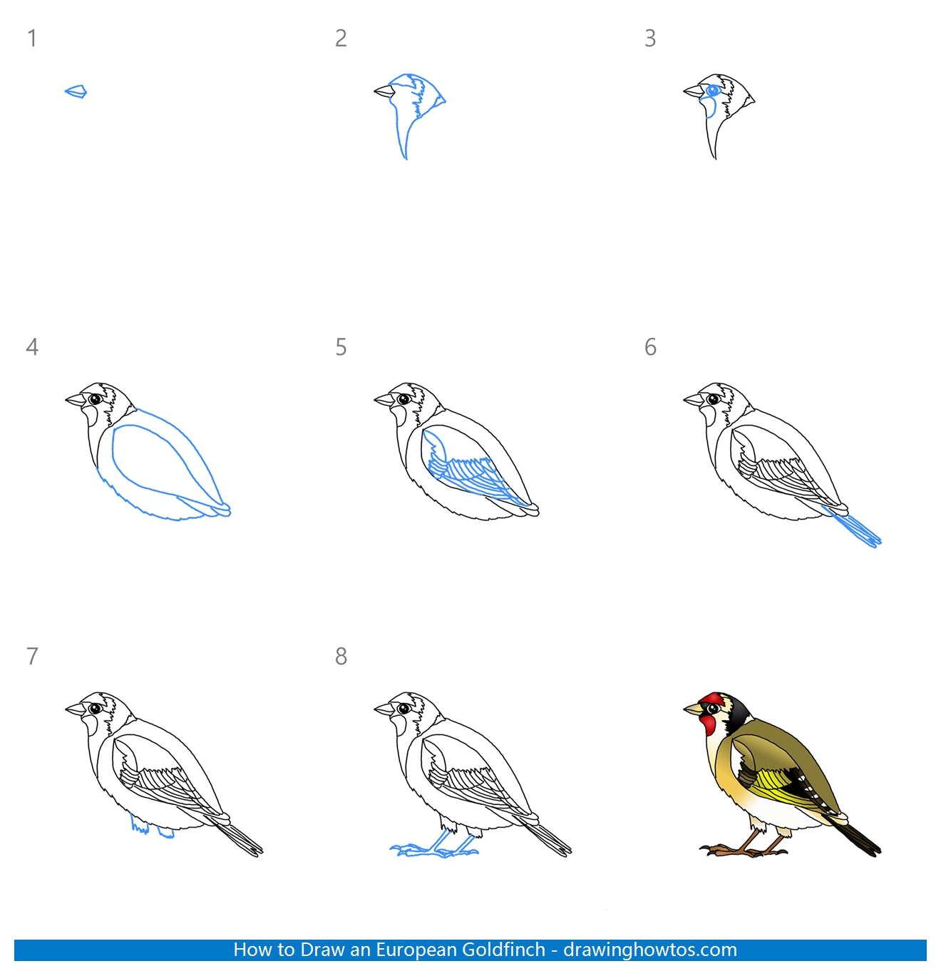 How to Draw a European Goldfinch Step by Step