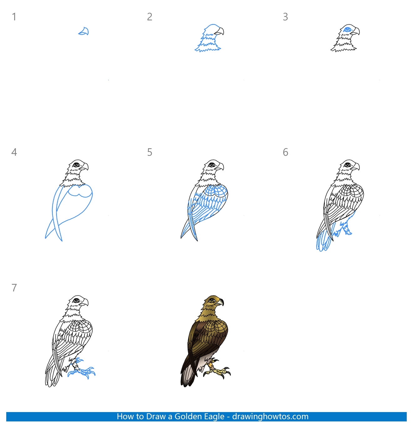 How to Draw a Golden Eagle Step by Step