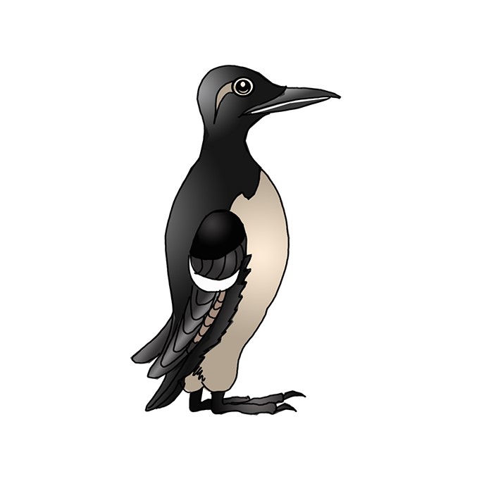 How to Draw a Guillemot Easy