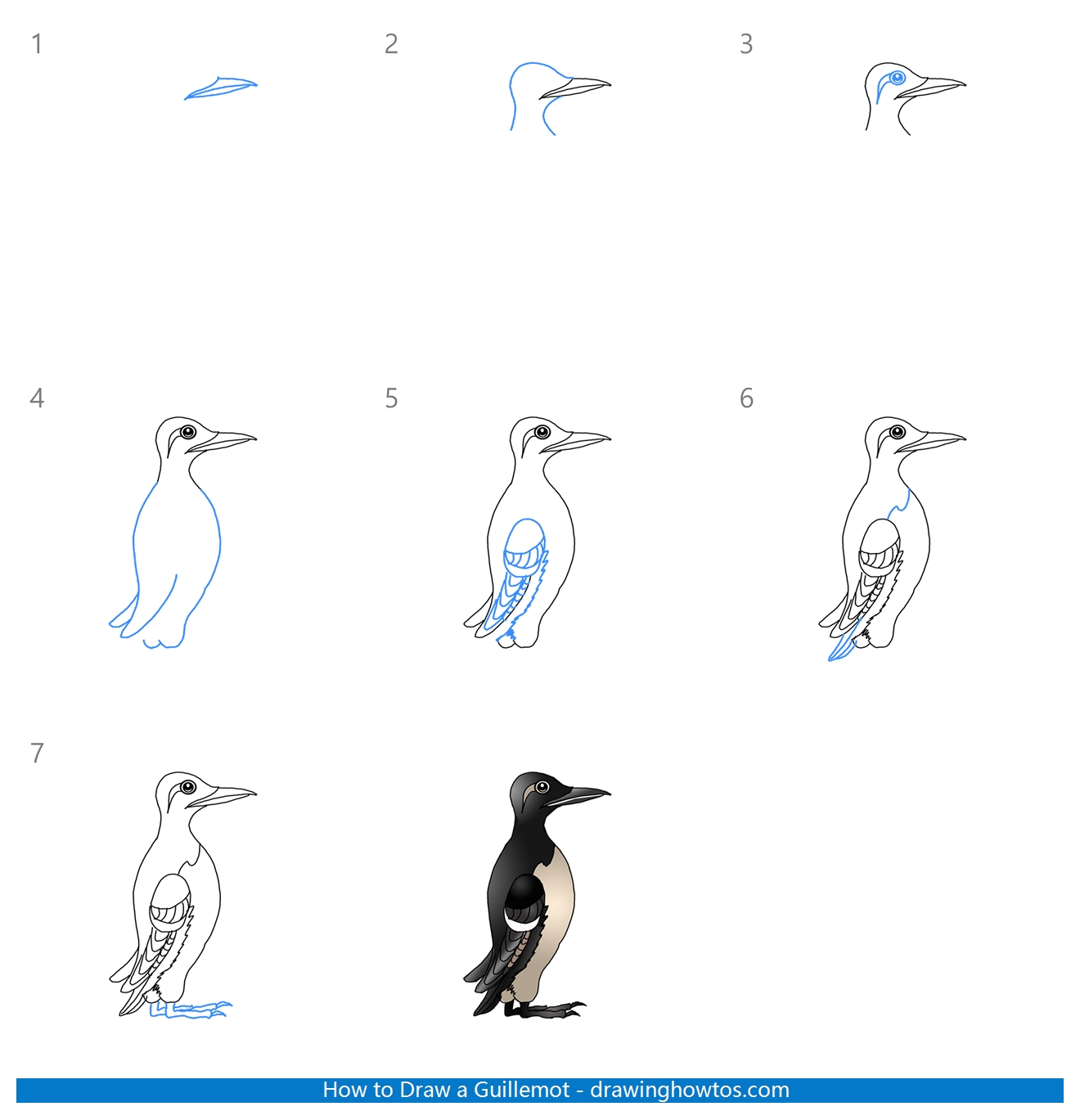 How to Draw a Guillemot Step by Step