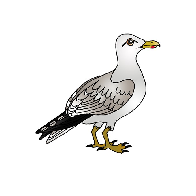 How to Draw a Herring Gull | Herring Gull Easy Drawing