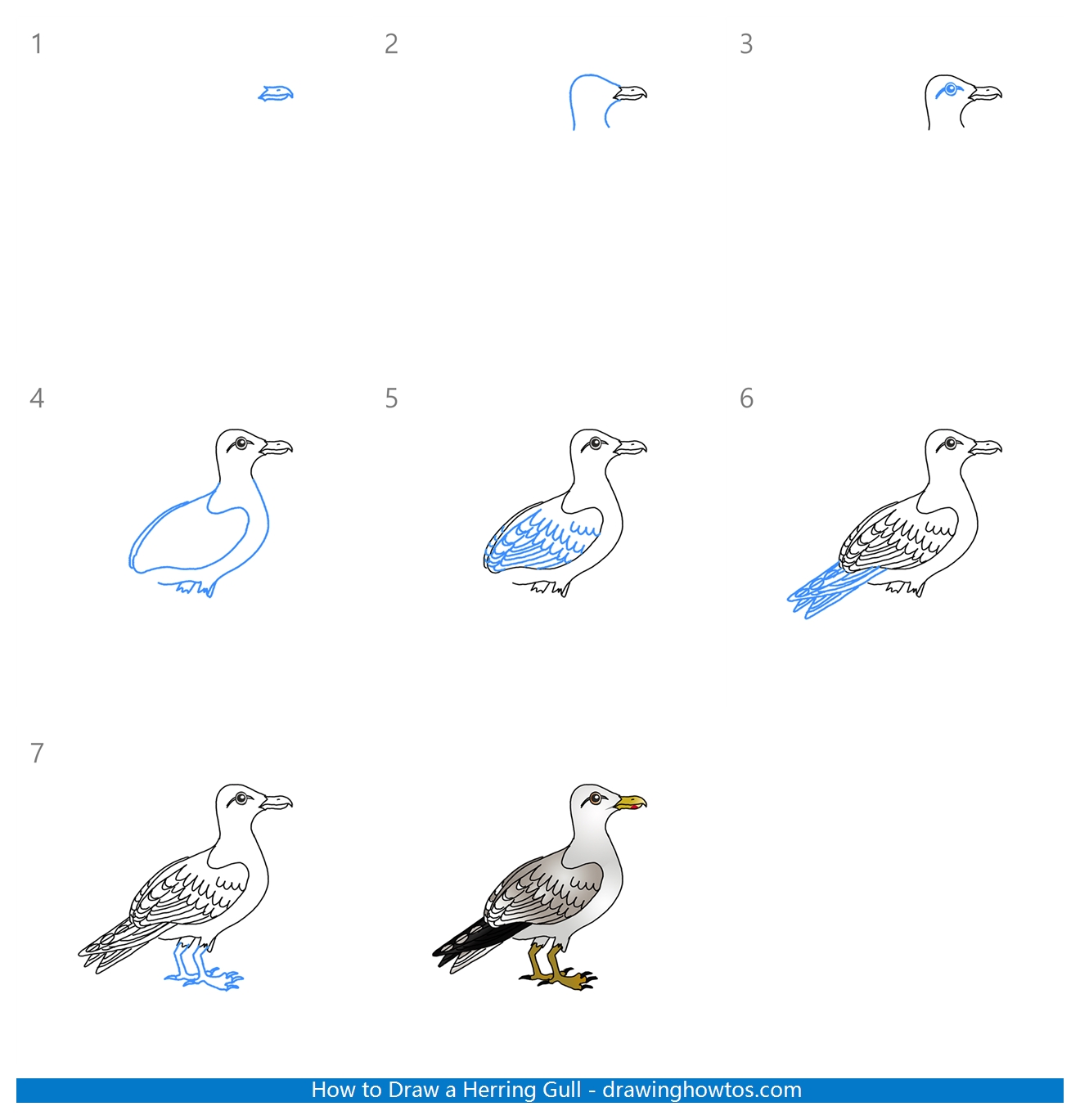 How to Draw a Herring Gull Step by Step