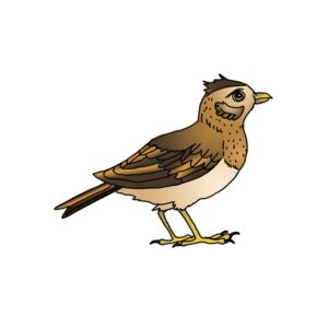How to Draw a Horned Lark Easy