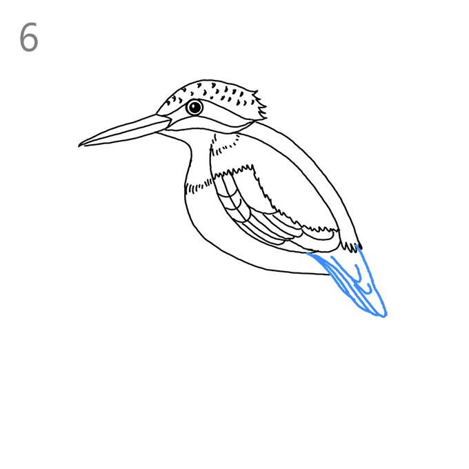 Kingfisher - Drawing Skill