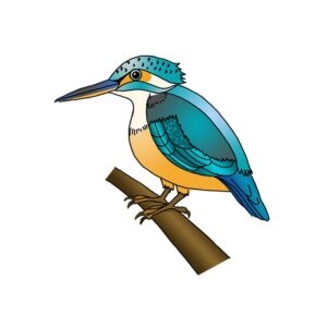 How to Draw a Kingfisher Easy