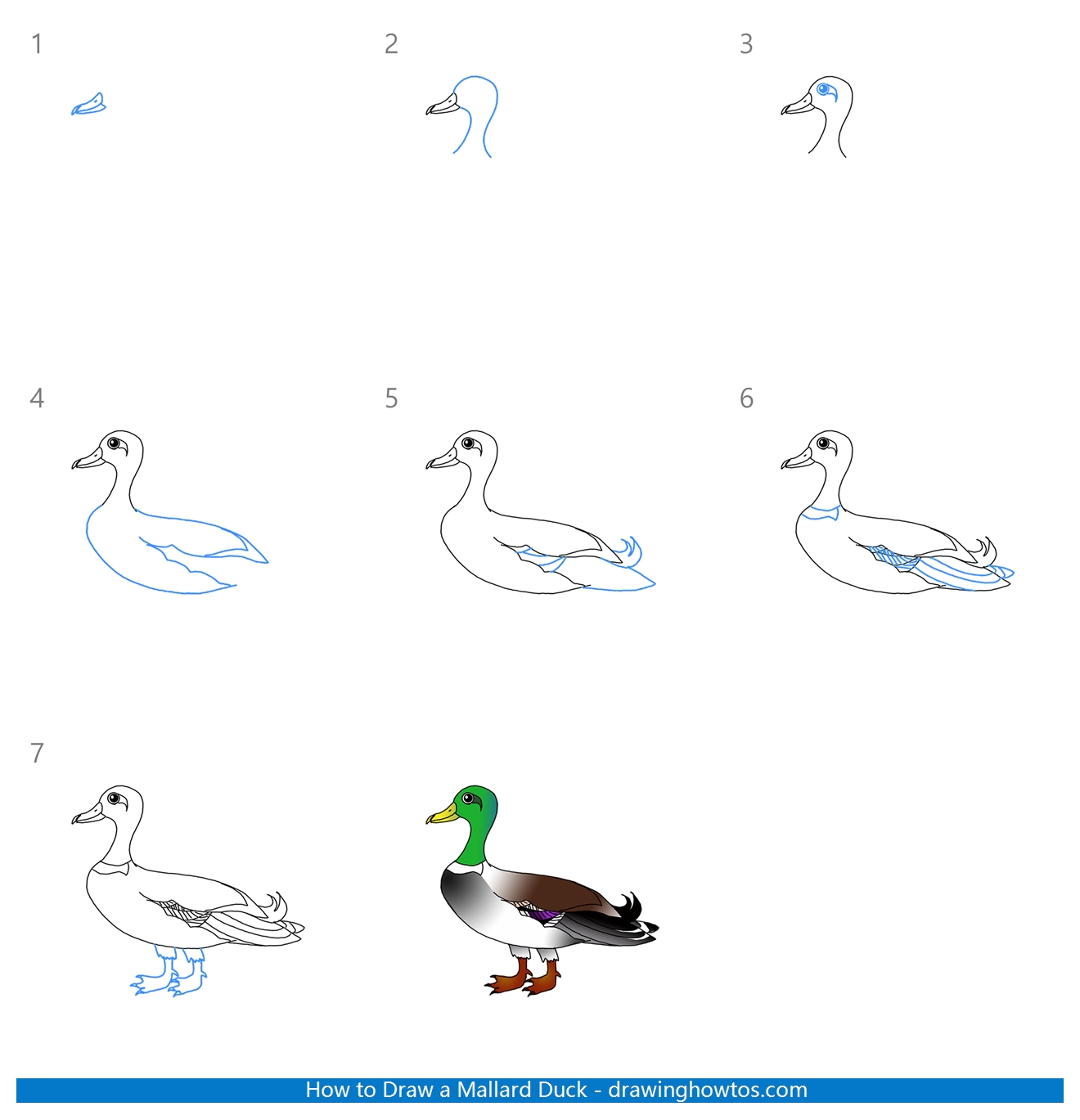 How to Draw a Mallard Duck Step by Step