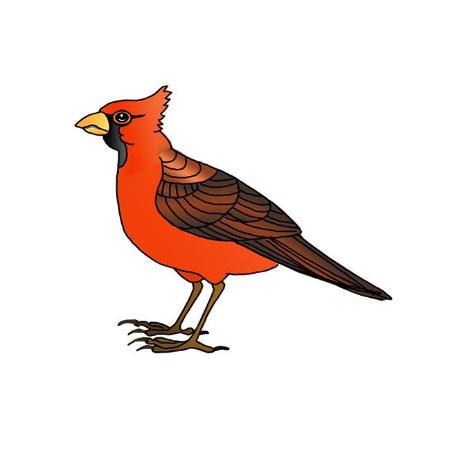 How to Draw a Northern Cardinal