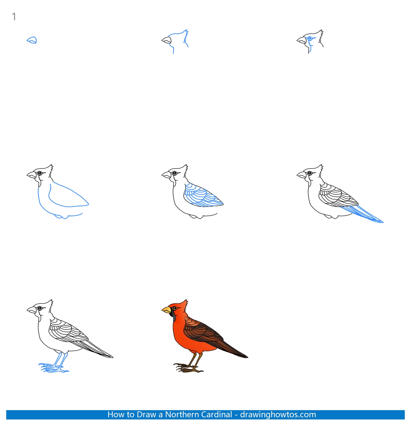 How to Draw a Northern Cardinal Step by Step