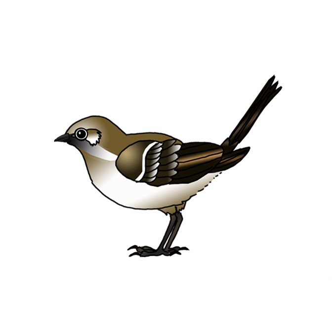 How to Draw a Mockingbird | Mockingbird Easy Drawing