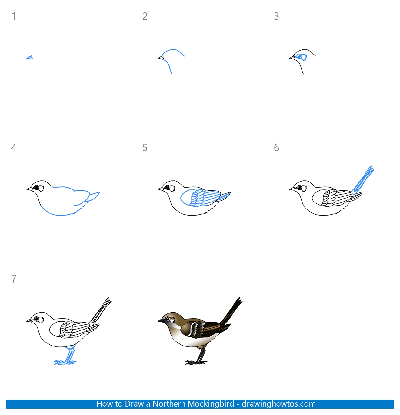 How to Draw a Mockingbird Step by Step