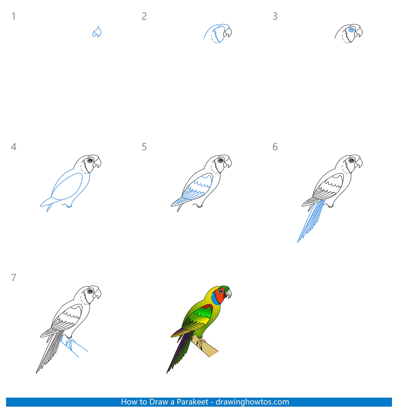 How to Draw a Parakeet Step by Step