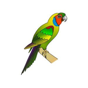 How to Draw a Parakeet Easy
