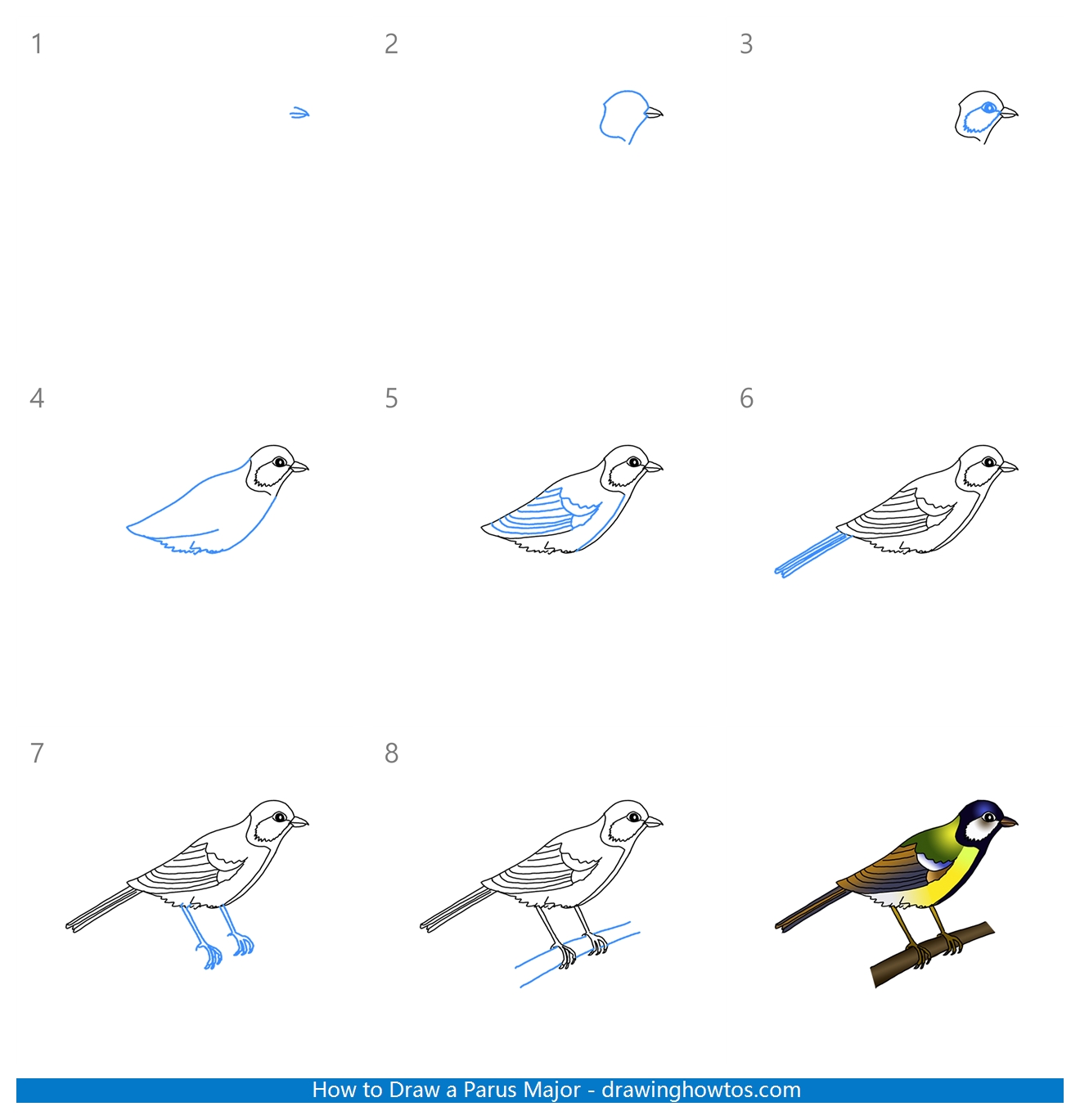 How to Draw a Parus Major Step by Step