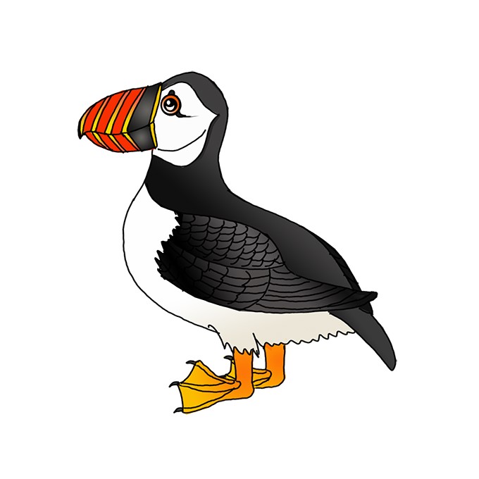 How to Draw a Puffin Easy