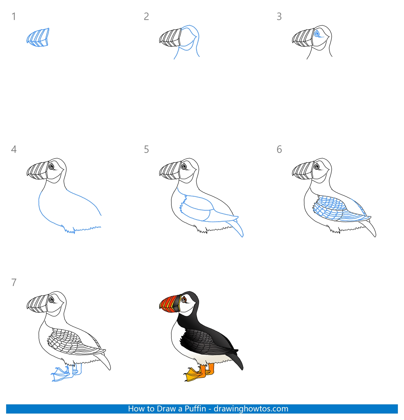 How to Draw a Puffin Step by Step