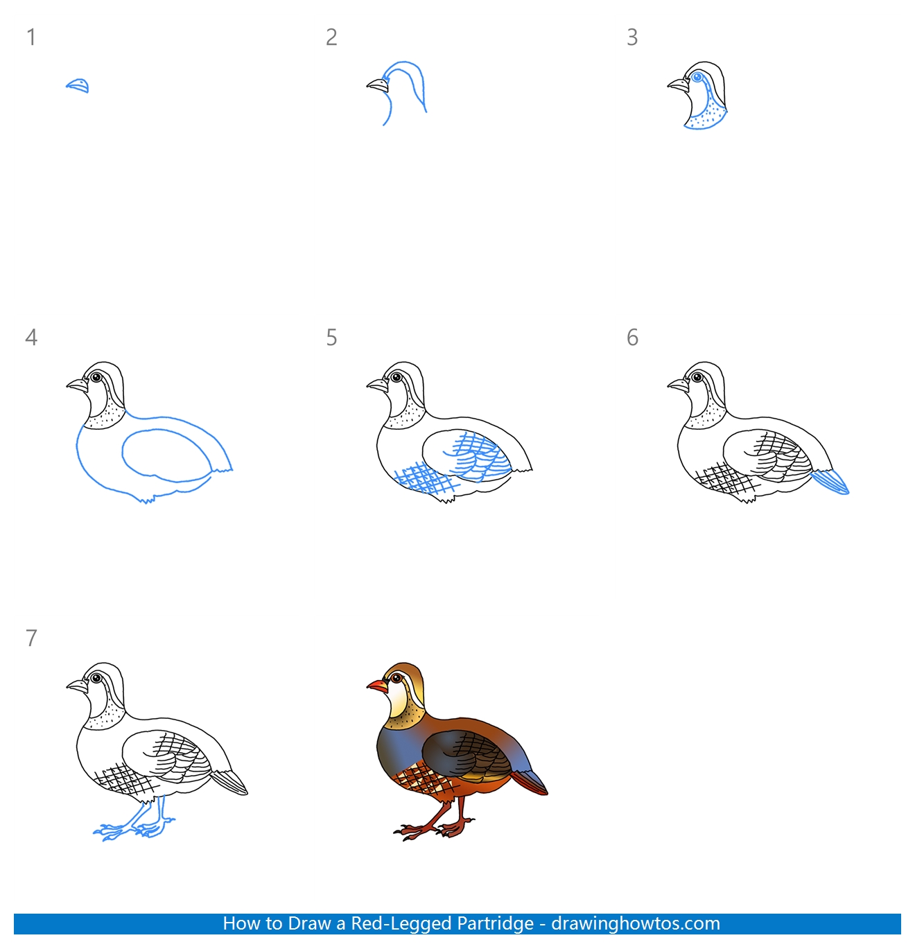 How to Draw a Red-legged Partridge Step by Step