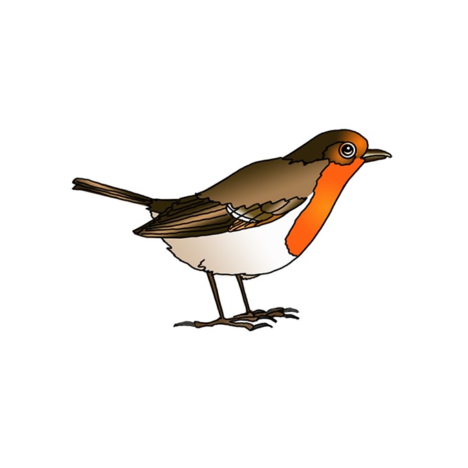 How to Draw a Robin Bird | Robin Bird Easy Drawing