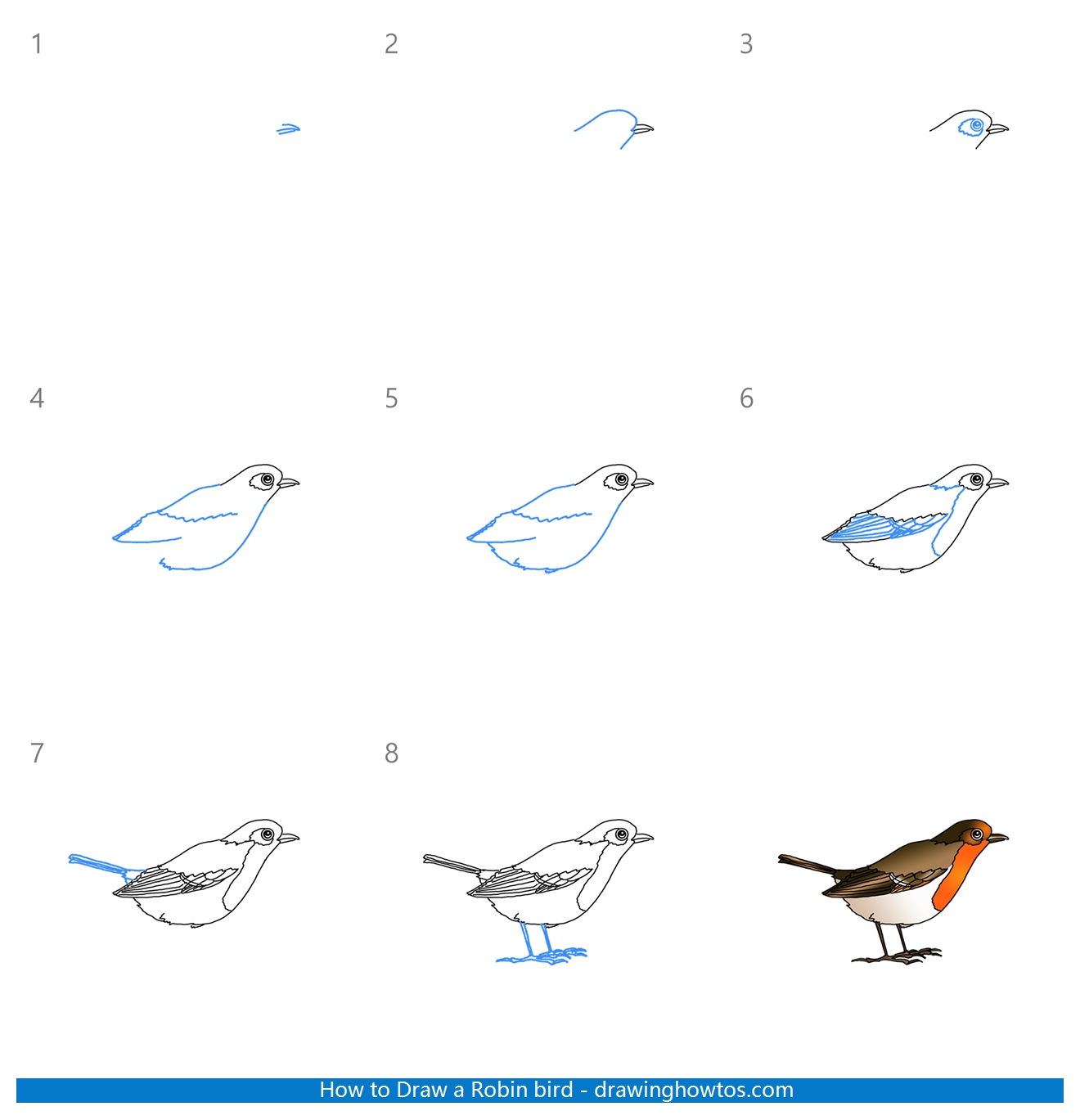 Learn How to Draw a Robin Birds Step by Step  Drawing Tutorials