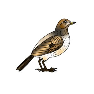 How to Draw a Song Thrush | Song Thrush Easy Drawing