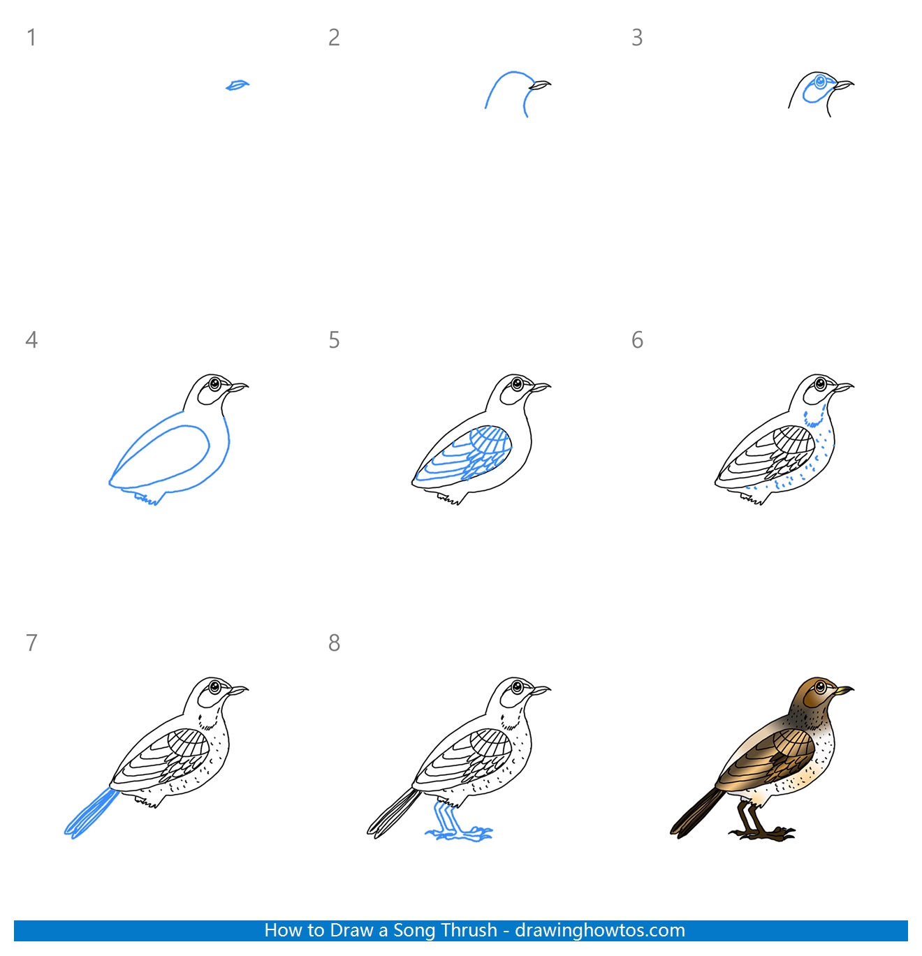 How to Draw a Song Thrush Step by Step