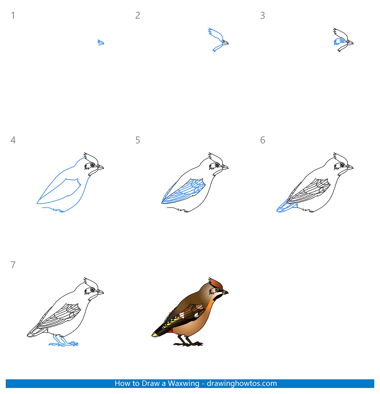 How to Draw a Waxwing Step by Step